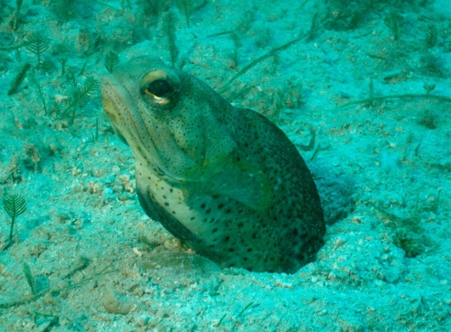  Seltsame Fische 